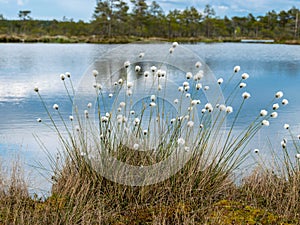 Swamp landscape with fluffy hareâ€™s-tail Cottongrass in the foreground, bog vegetation, Characteristic species in plant