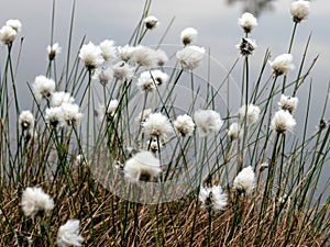 Swamp landscape with fluffy hareâ€™s-tail Cottongrass in the foreground, bog vegetation, Characteristic species in plant