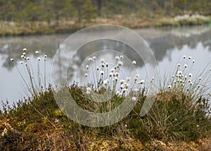 Swamp landscape with fluffy hareâ€™s-tail Cottongrass in the foreground, bog vegetation, Characteristic species in plant