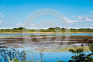 Swamp landscape in Puerto Madero, nature and water photo