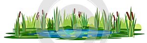 Swamp landscape with reed and cattail. Isolated element. Horizontally composition. Overgrown pond shore. Illustration