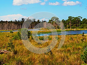 Swamp landscape photo