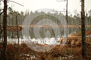 swamp landscape view with dry pine trees, reflections in water a