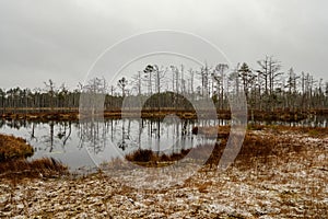 swamp landscape view with dry pine trees, reflections in water a