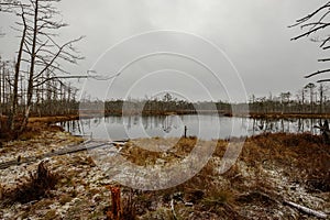 swamp landscape view with dry pine trees, reflections in water a