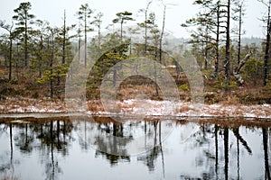 swamp landscape view with dry pine trees, reflections in water a