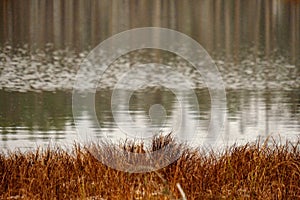 swamp landscape view with dry pine trees, reflections in water a