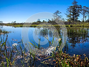 Swamp flowers