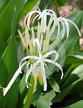 Swamp Lily