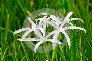 Swamp lily Crinum americanum flower closeup - Topeekeegee Yugnee TY Park, Hollywood, Florida, USA photo