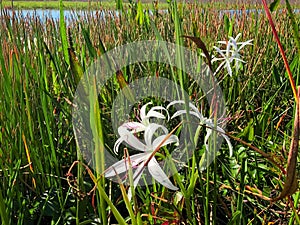 swamp lily flower