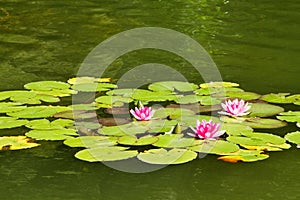 Swamp lily and green leaves, lotus