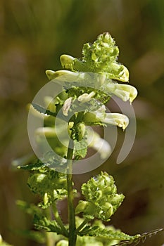 Swamp Lousewort   823296 photo