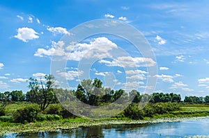 Swamp marshland water landscape. Green forest, and small river on a background of daylight with a blue sky and white clouds