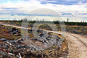 A swamp mat road through a clear cut logging section