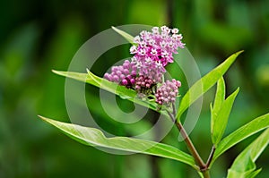 Swamp milkweed photo