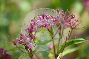 Swamp milkweed Asclepias incarnata, close-up of flowers and buds