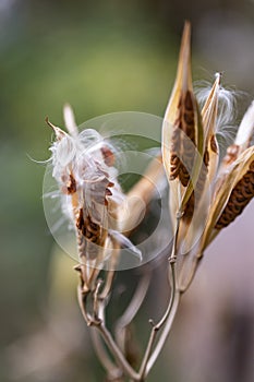 Swamp milkweed Asclepias incarnata, seed pods