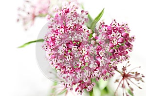 Swamp Milkweed Flower