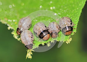 Swamp Milkweed Leaf Beetle Larva