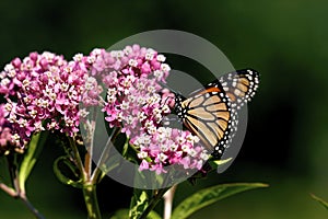 Swamp Milkweed with Monarch Butterfly  601455