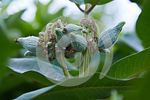 Swamp Milkweed Wildflower Asclepias incarnata,  Asclepias speciosa