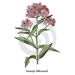 Swamp Milkweed Wildflower. Medicinal plant photo
