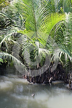 Swamp in mindoro island photo