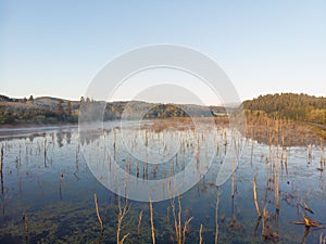 Swamp in the morning at dawn, in a couple in the forest. Morning landscape