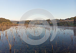 Swamp in the morning at dawn, in a couple in the forest. Morning landscape