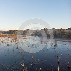 Swamp in the morning at dawn, in a couple in the forest. Morning landscape