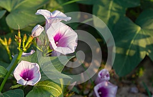 Swamp morning glory, Thai water convolvulus, Morning glory, Water spinach, Water morning glory, Swamp cabbage