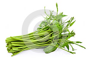 Swamp Morning Glory on white background