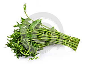 Swamp Morning Glory on white background