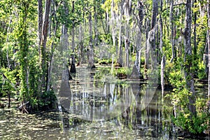 Swamp near Charleston, South Carolina