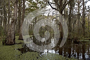 Swamp near New Orleans, Louisiana photo