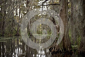 Swamp near New Orleans, Louisiana