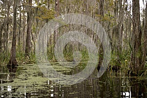 Swamp near New Orleans, Louisiana