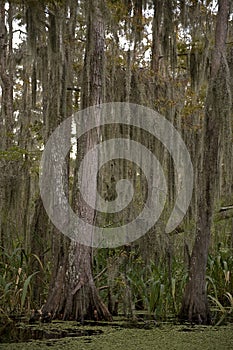 Swamp near New Orleans, Louisiana