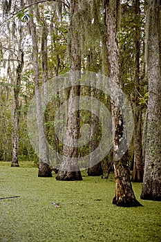 Swamp near New Orleans, Louisiana