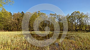 Swamp in a Norwegian spring forest