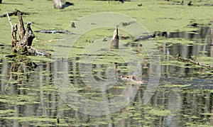 Swamp and nutria rat