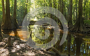 swamp in the old growth bottomland hardwood forest in Congaree National park in South Carolina