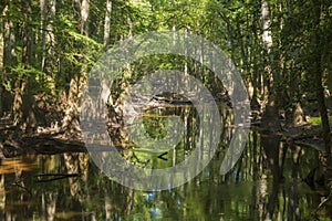 swamp in the old growth bottomland hardwood forest in Congaree National park in South Carolina