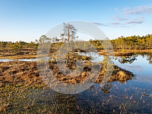 Swamp overgrown with trees and reeds, swamp lake at sunset, swamp vegetation in the foreground