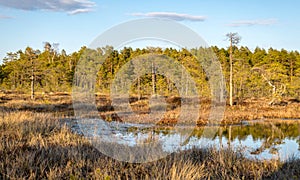 Swamp overgrown with trees and reeds, swamp lake at sunset, swamp vegetation in the foreground