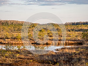 Swamp overgrown with trees and reeds, swamp lake at sunset, swamp vegetation in the foreground