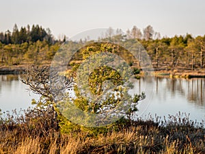 Swamp overgrown with trees and reeds, swamp lake at sunset, swamp vegetation in the foreground