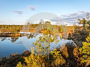 Swamp overgrown with trees and reeds, swamp lake at sunset, swamp vegetation in the foreground