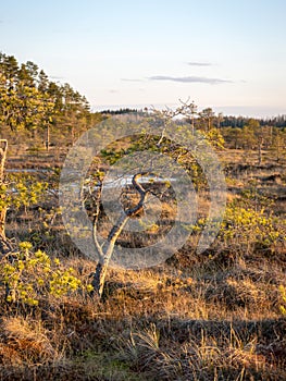 Swamp overgrown with trees and reeds, swamp lake at sunset, swamp vegetation in the foreground